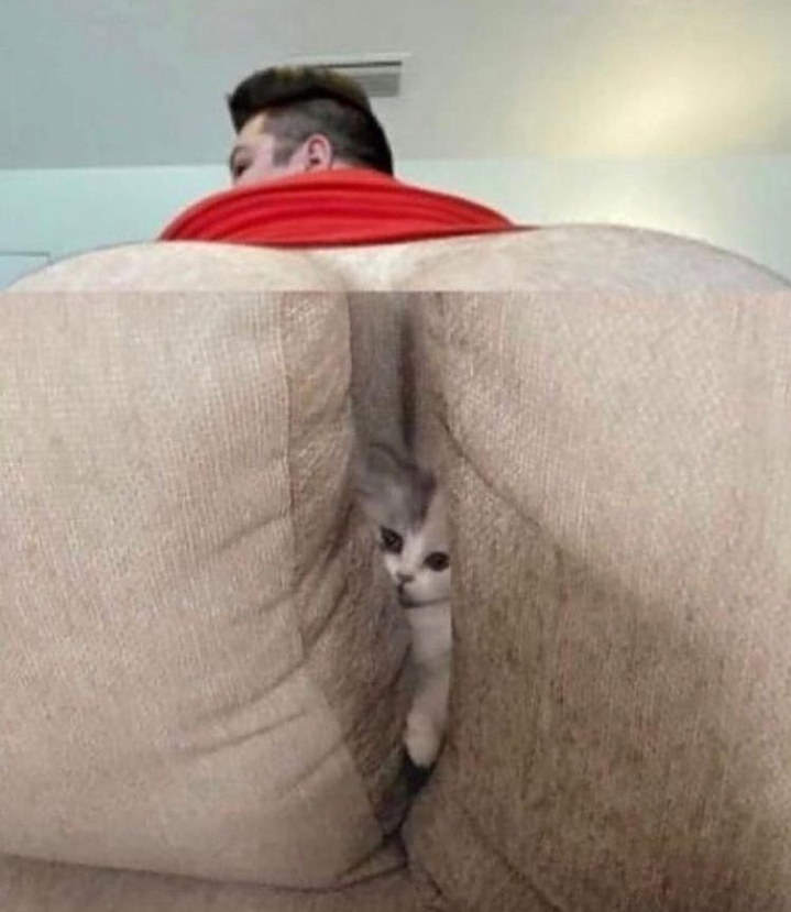 nikocado ass pic cut off to be a cat between couch cushions